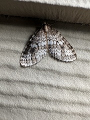 Operophtera occidentalis