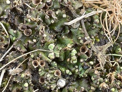 Marchantia polymorpha