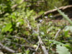Veronica anagallis-aquatica