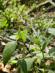 Veronica anagallis-aquatica