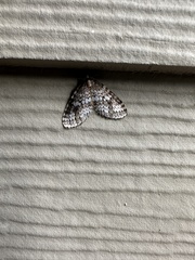 Operophtera occidentalis