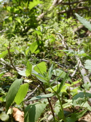 Veronica anagallis-aquatica