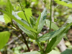 Veronica anagallis-aquatica