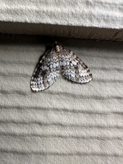 Operophtera occidentalis