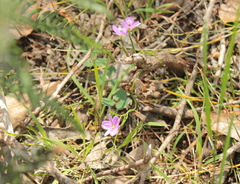 Thysanotus patersonii