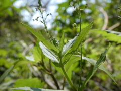 Veronica anagallis-aquatica