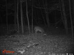 Odocoileus virginianus