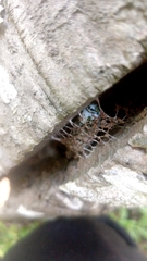 Acronyctodes mexicanaria