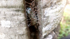 Acronyctodes mexicanaria