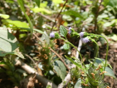 Ageratum conyzoides
