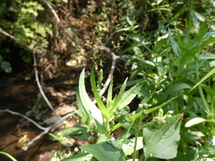 Veronica anagallis-aquatica