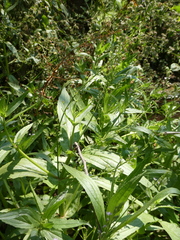 Veronica anagallis-aquatica