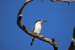 Todiramphus sordidus