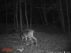 Odocoileus virginianus