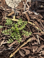 Lepidium coronopus