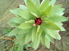 Euphorbia glauca