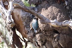 Todiramphus sordidus