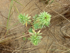 Euphorbia glauca
