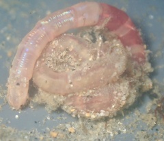 Axiothella rubrocincta image