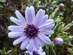 Macrolearia semidentata