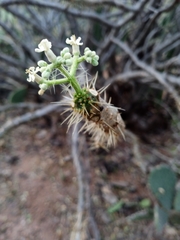 Cnidoscolus aconitifolius