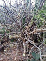 Cnidoscolus aconitifolius