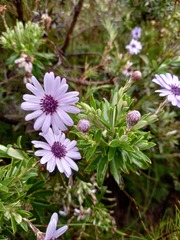 Macrolearia semidentata