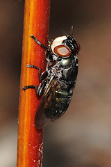 Duomyia