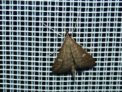 Dolicharthria punctalis