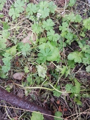 Geranium pusillum