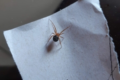 Nesticodes rufipes