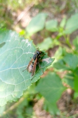 Polistes pacificus