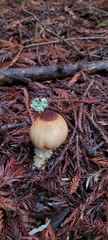 Lepiota magnispora