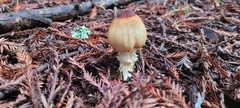 Lepiota magnispora