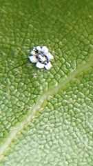 Aleuroplatus coronata