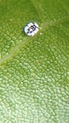 Aleuroplatus coronata