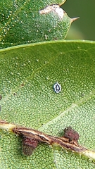 Aleuroplatus coronata