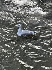 Larus glaucescens × occidentalis