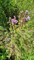 Anchusa officinalis