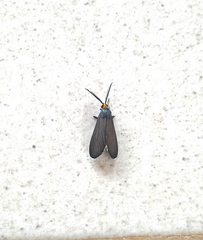 Ctenucha rubriceps