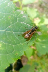 Polistes pacificus