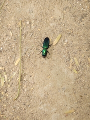 Temnoscheila virescens