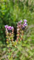 Anchusa officinalis