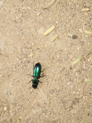 Temnoscheila virescens