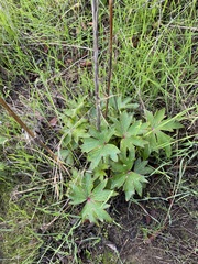 Delphinium cardinale