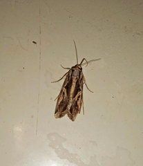Spodoptera dolichos
