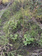 Delphinium cardinale