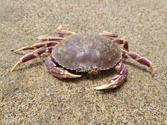 Metacarcinus gracilis