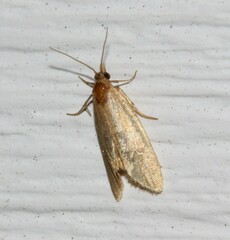 Holcocera immaculella