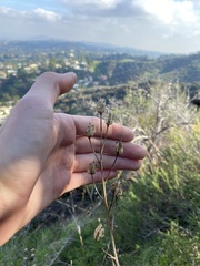 Delphinium cardinale